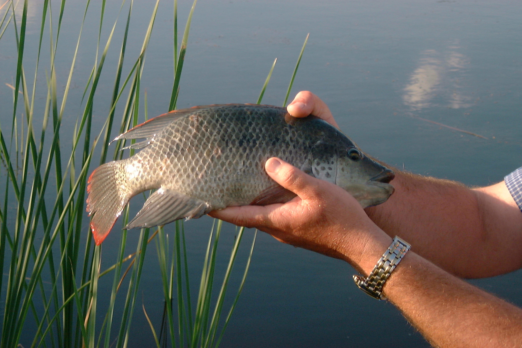 Bundu Bashing - Bass Fishing Venue Pretoria East